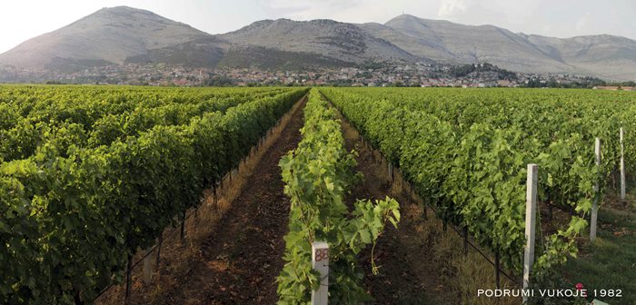 vinogradi-Zasad-polje-slika-br.5.jpg