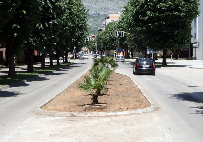 palme trebinje (1).JPG