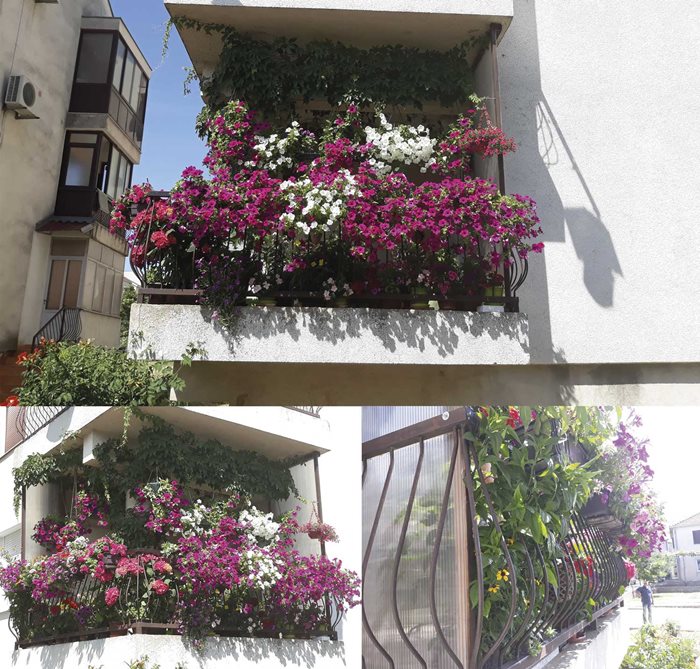 pavicevic desanka balkon-min.jpg