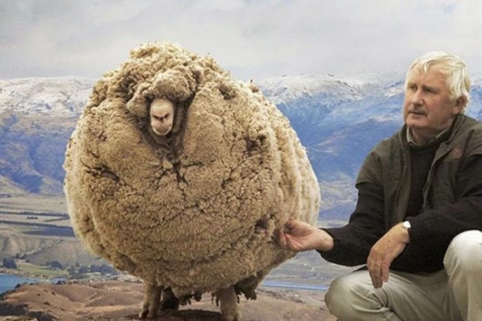 Ovca vuna.jpg