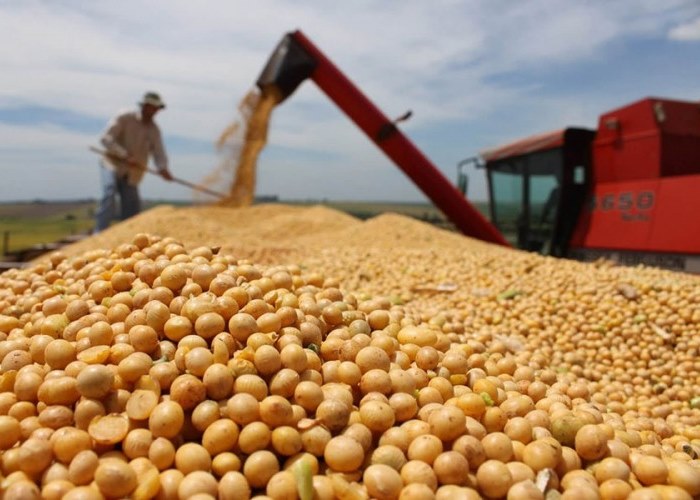 gmo soja.jpg