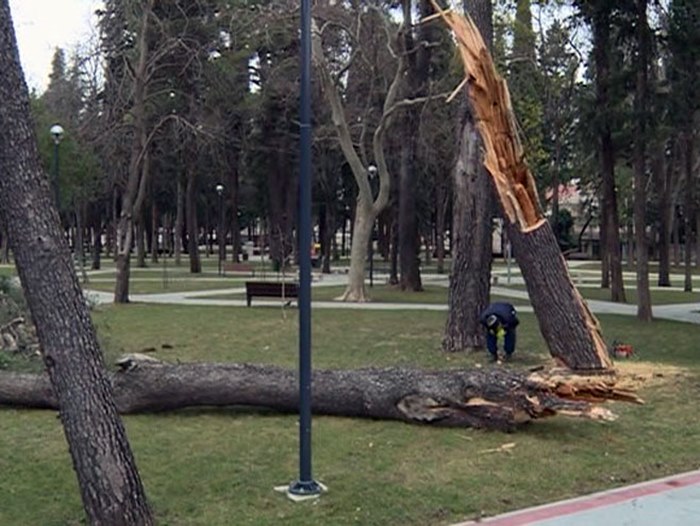 drvece.jpg