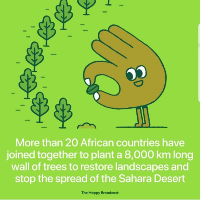 Sahara drvece.jpg
