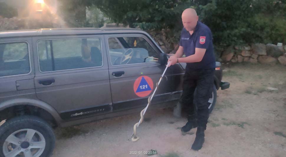 Zmije .jpg