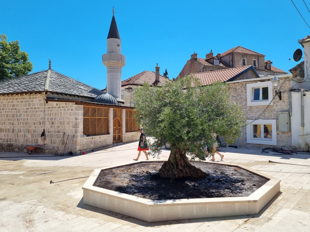 masline stari grad1.jpg
