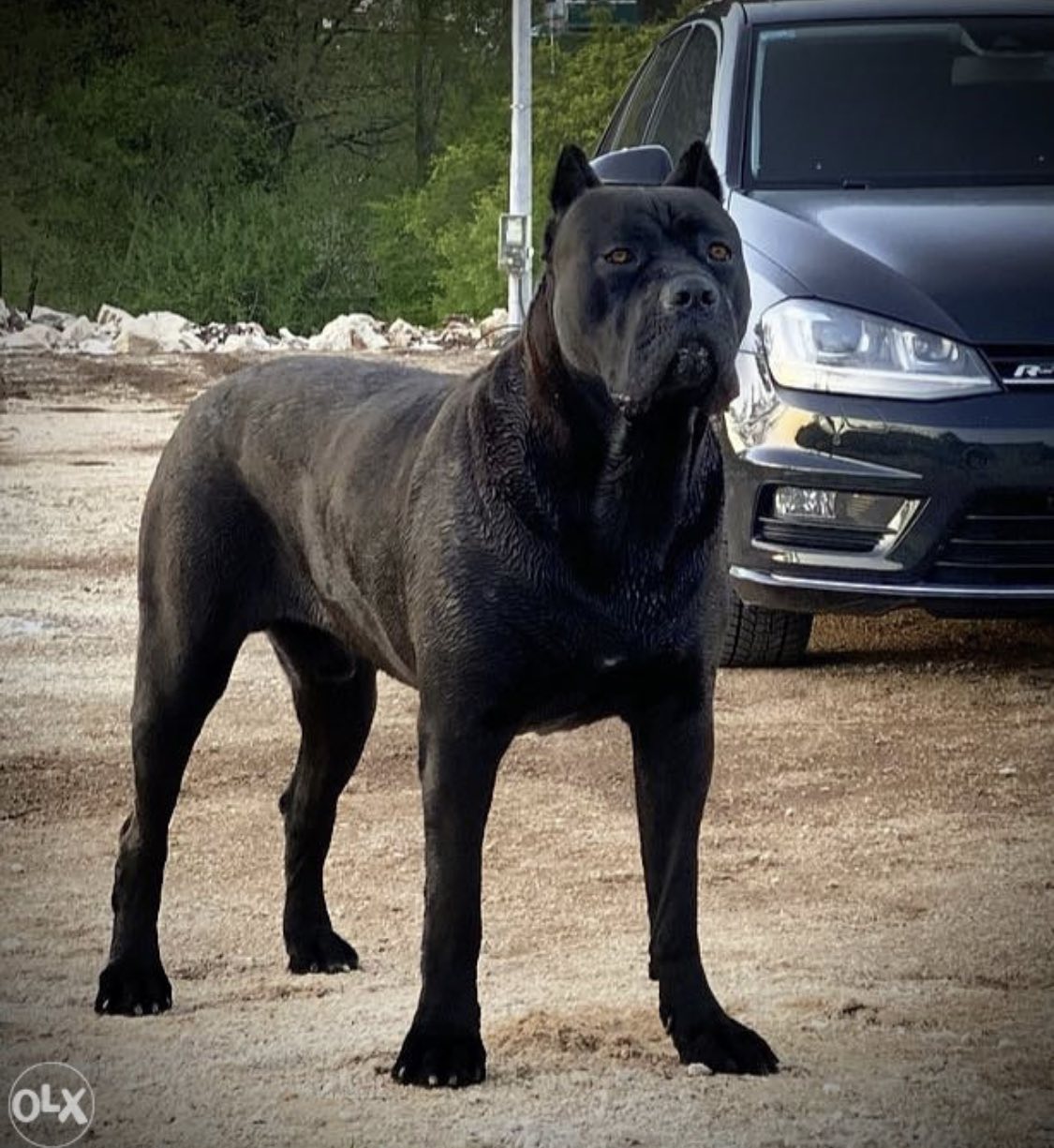 Cane corso trebi je stenad1.jpg