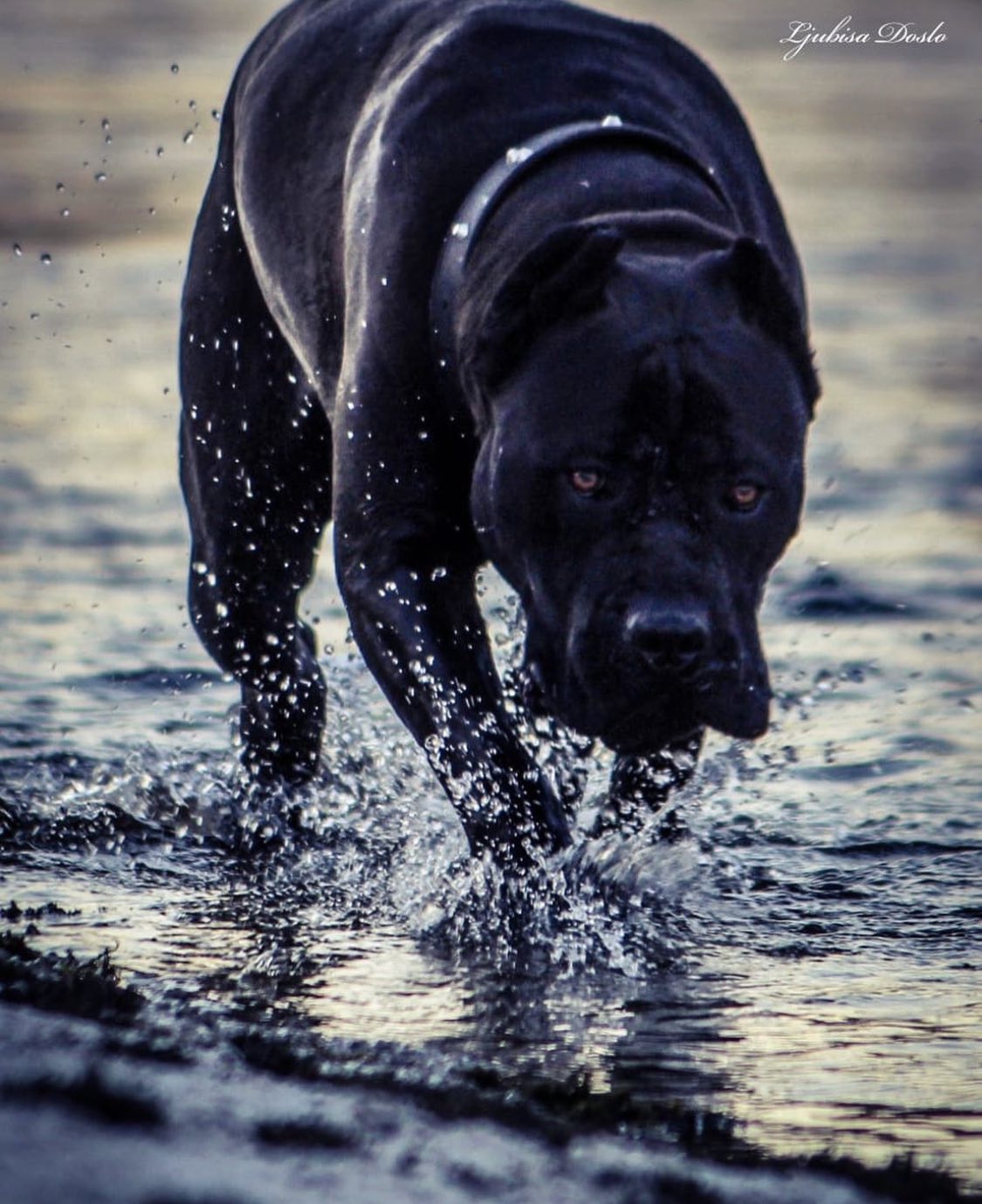 Cane corso trebi je stenad4.jpg