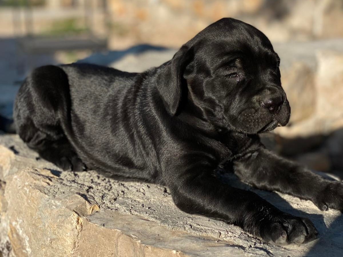 Cane corso trebi je stenad5.jpg