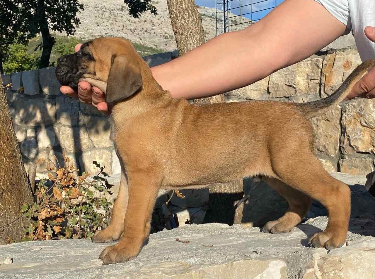 Cane corso trebi je stenad6.jpg