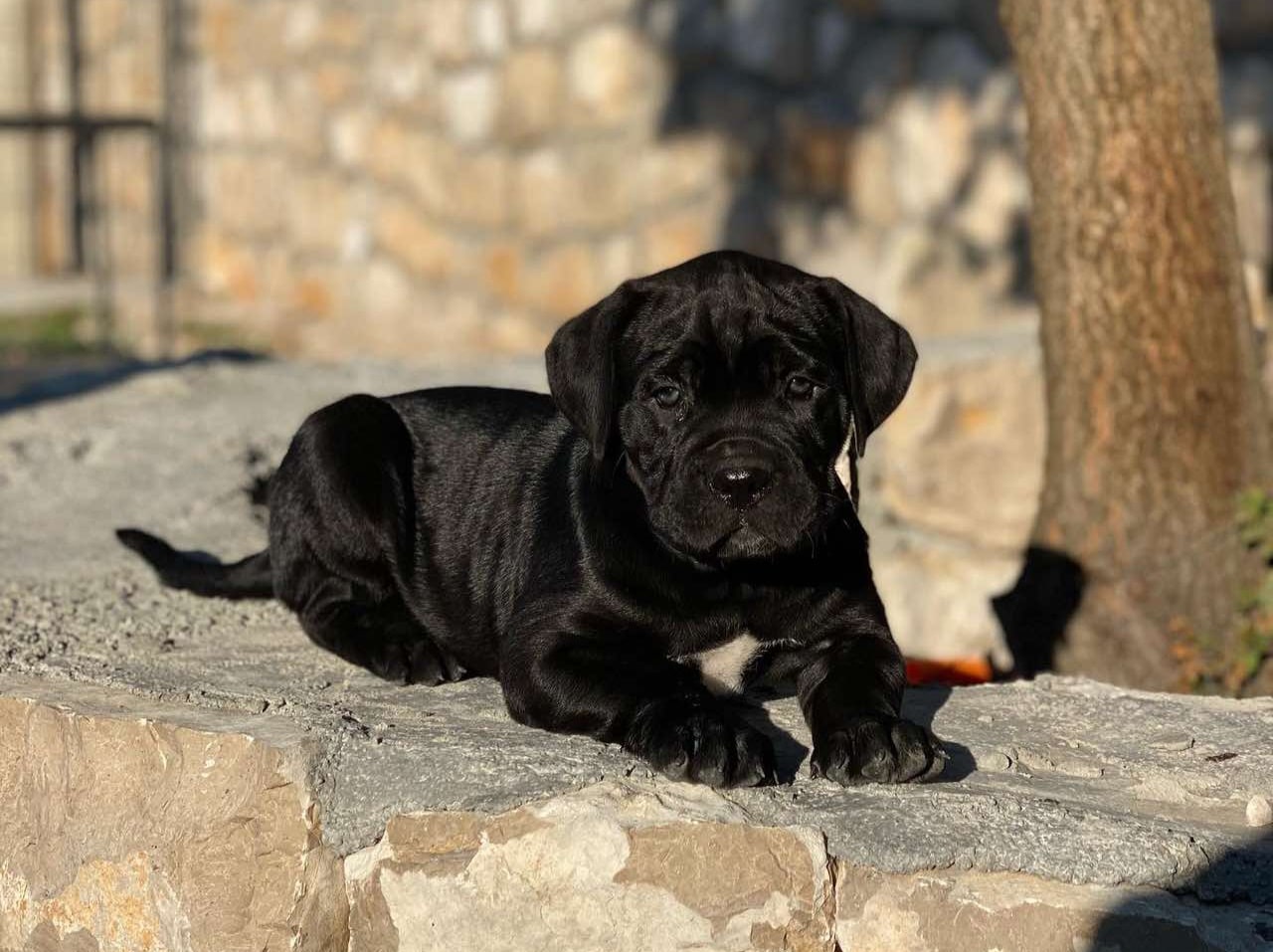 Cane corso trebi je stenad8.jpg