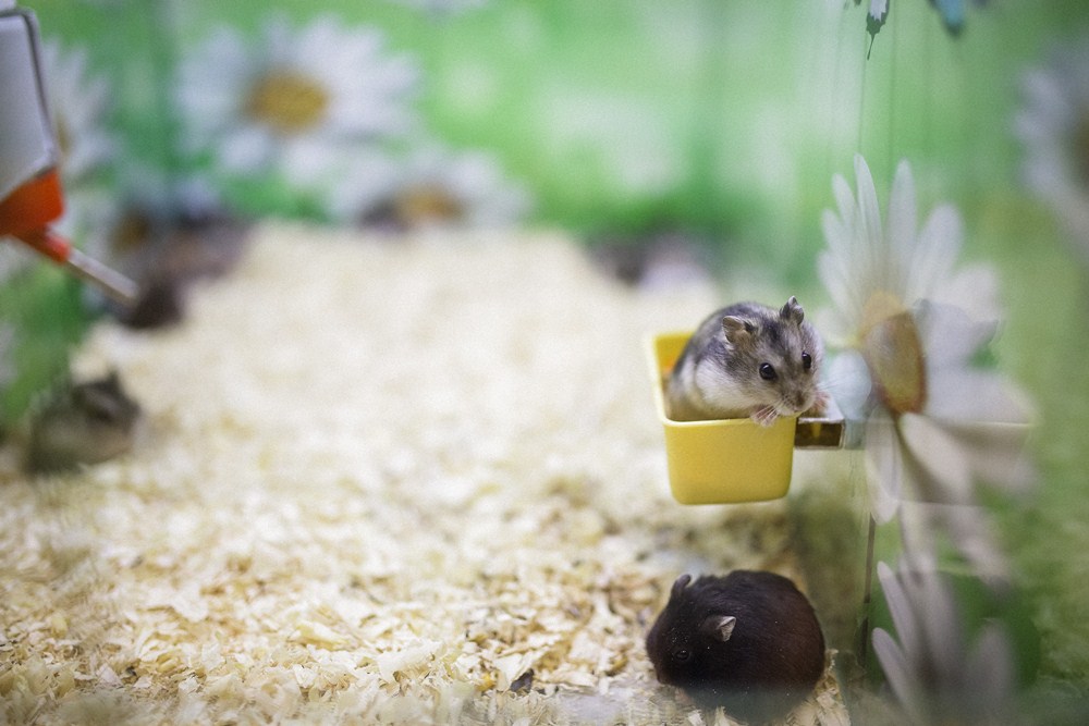 pet city trebinje prodavnica (5).jpg