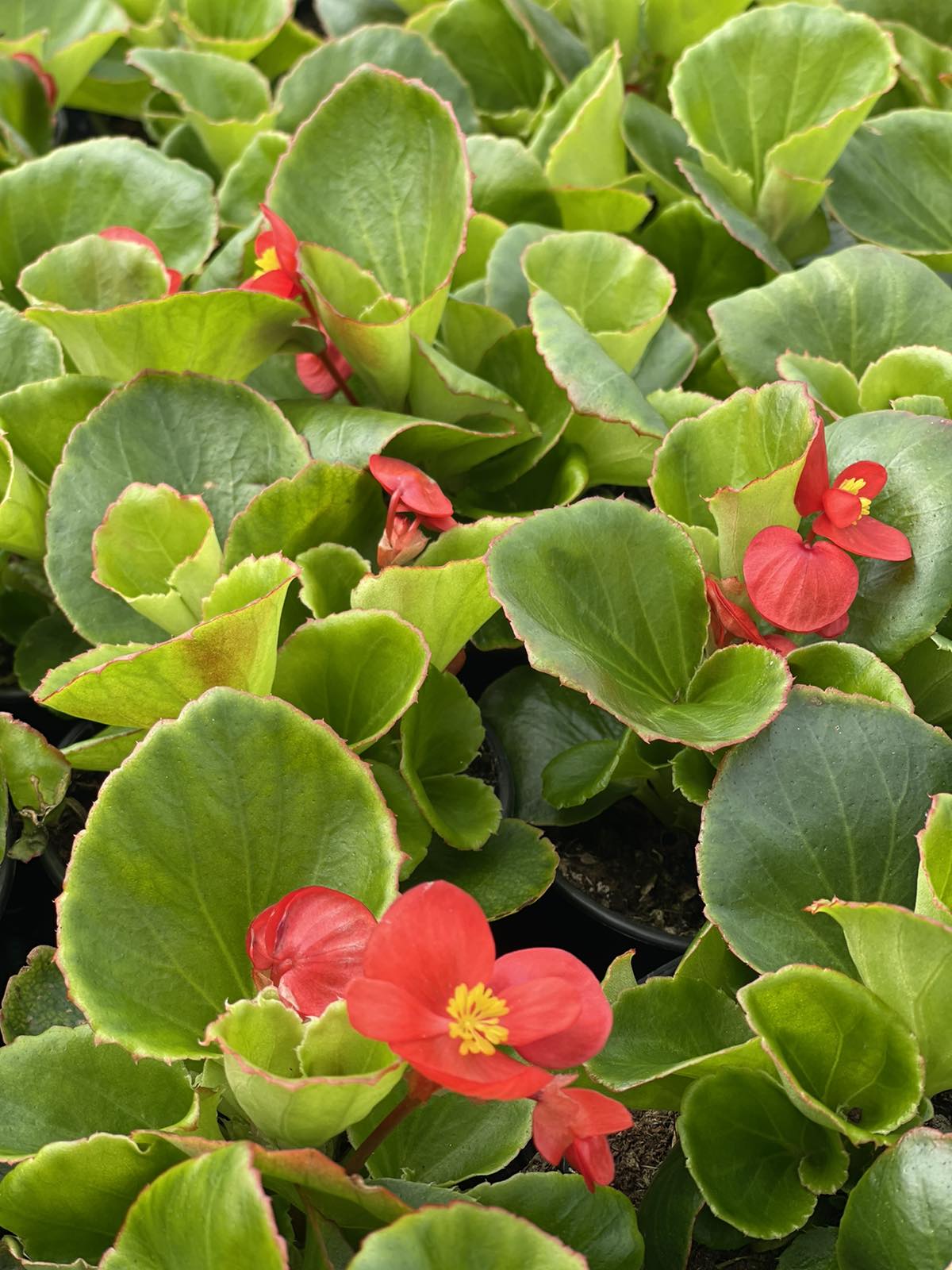 Rasadnik lantana trebinje13.jpg