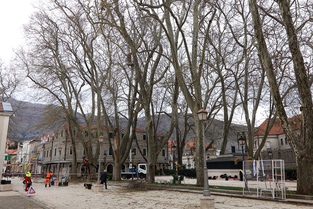 Platani-min.jpg