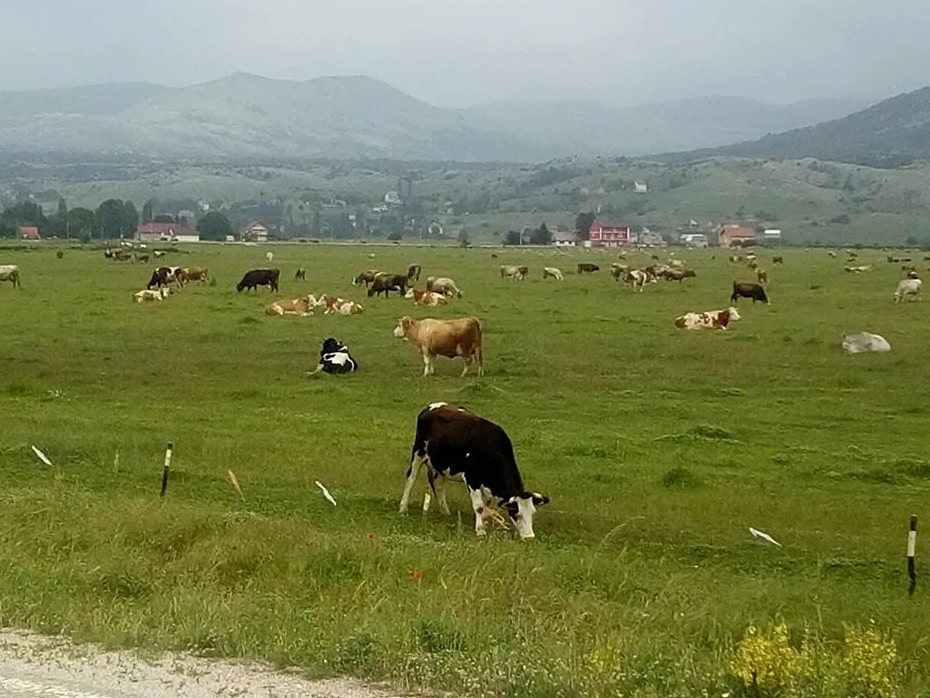 Gatacko-polje-jpg-min.jpg