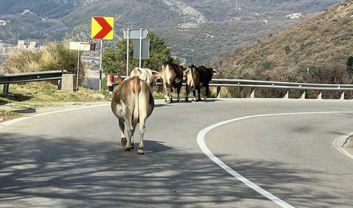 Zivotinje na putu.jpeg