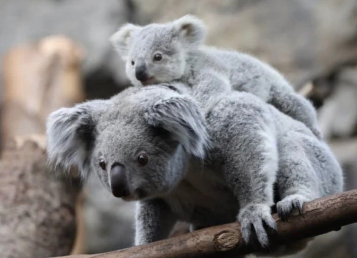 Koala.jpeg