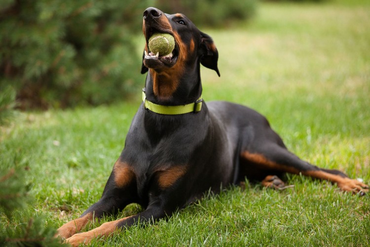Doberman.jpg