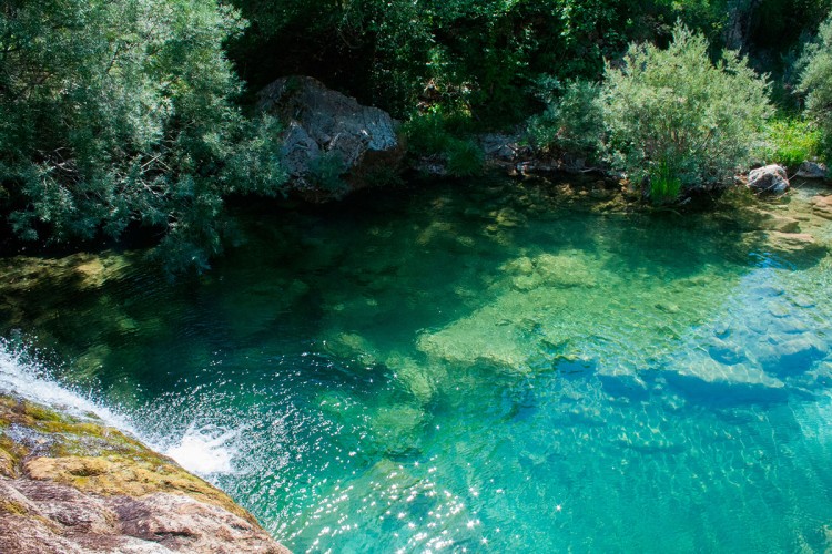 Jazina susica trebinje2.jpg