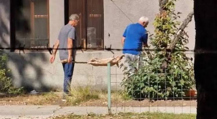 Prase muzejj.jpeg