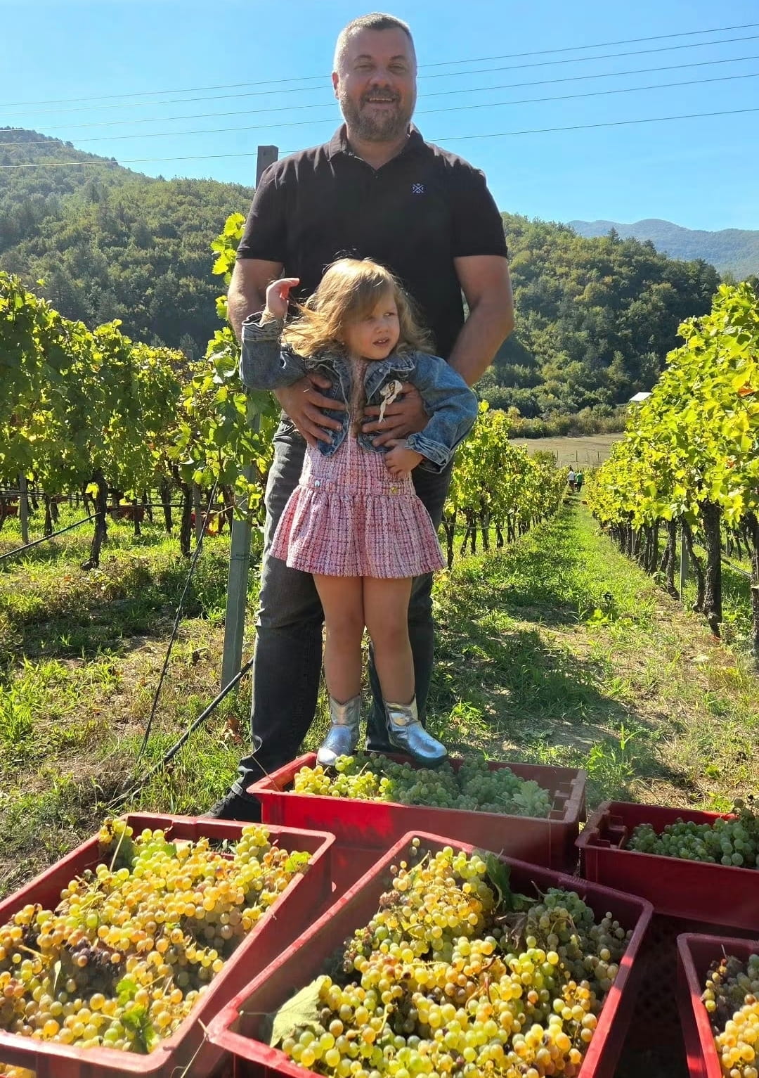Berba carski vinograd1.jpg
