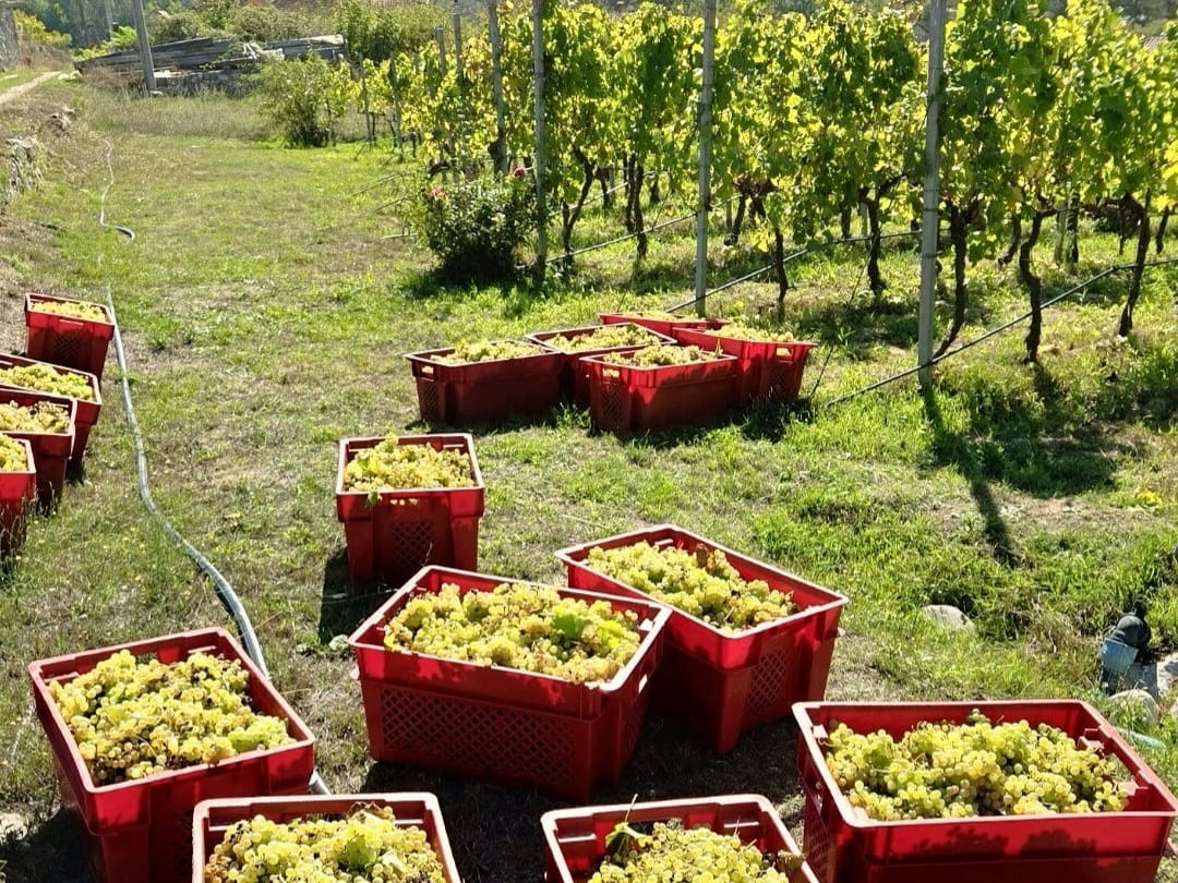 Berba carski vinograd2.jpg
