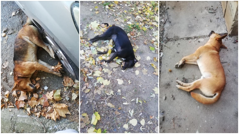 Trovanje pasa.jpeg