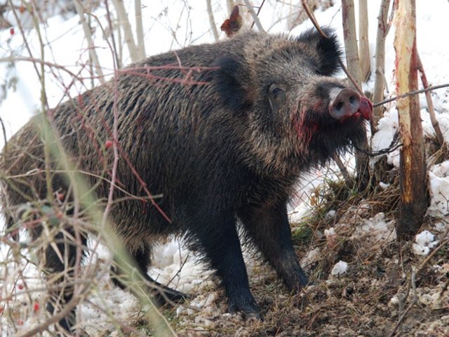 trebinje organizovano u lov na divlju svinju