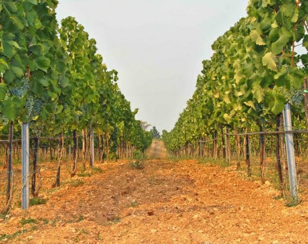 carski vinograd usce