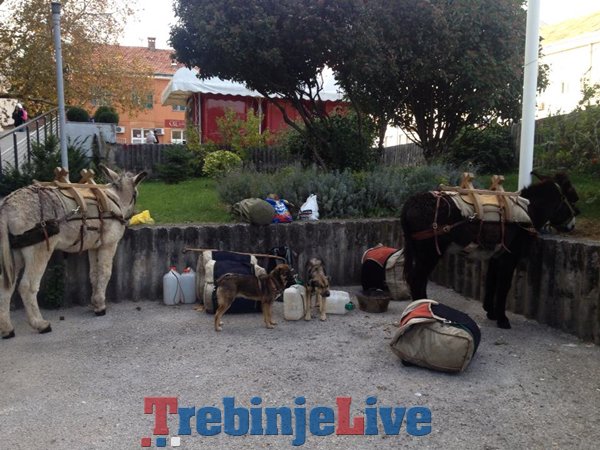 magarci francuzi trebinje centar