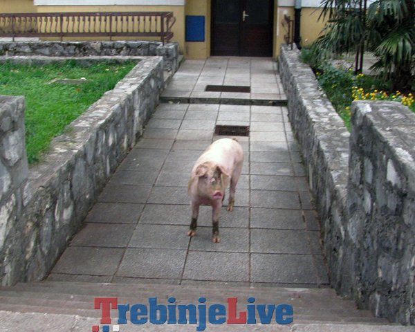 potjera za svinjom gorica trebinje