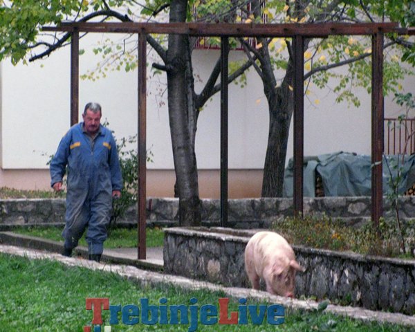 svinja gorica trebinje
