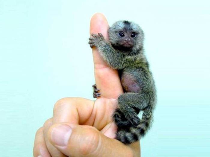 Patuljasti marmoset (Cebuella pygmaea) je najmanji majmun na svijetu. Narastu najviše 14 do 16 santimetara. Mužjaci dostižu težinu do 140 grama