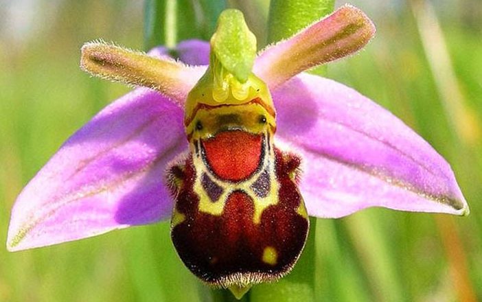 orhideja pcelica