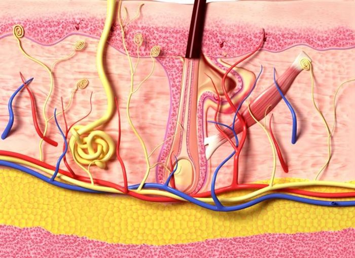 intersticijum organ novibig