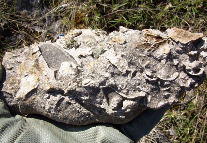 fosili trebinje miro ilic (4)