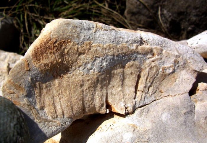 fosili trebinje miro ilic (1)
